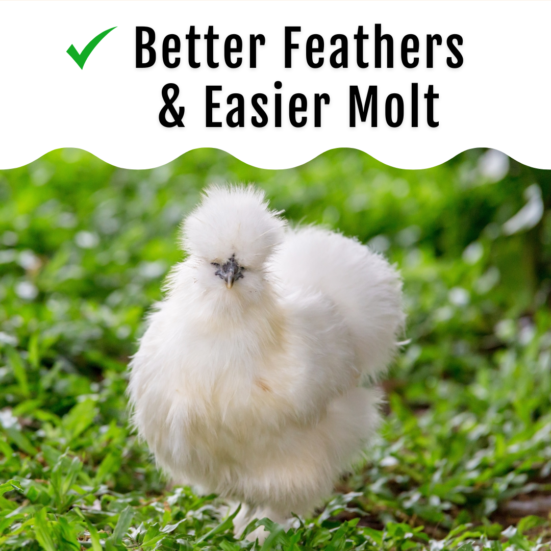 GrubFuel Black Soldier Fly Larvae for Chickens