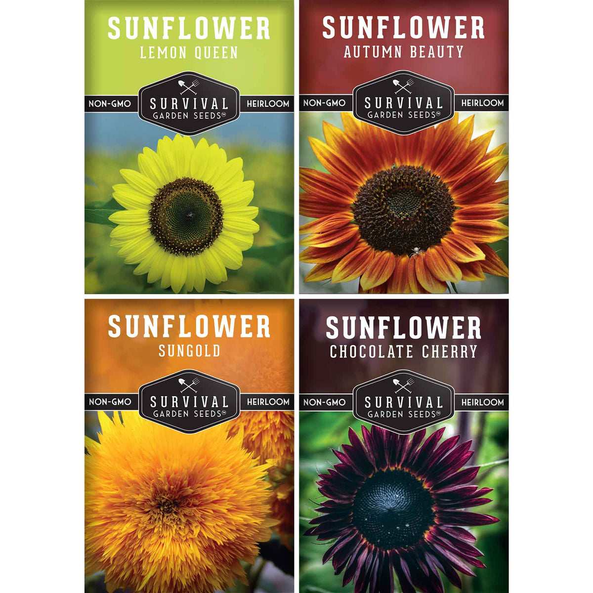 Decorative Sunflower Seed Collection – Autumn Beauty, Dwarf Sungold, Lemon Queen & Chocolate Cherry for Vibrant Garden Color