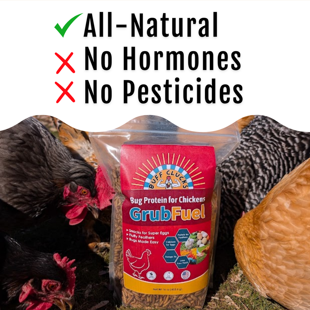 GrubFuel Black Soldier Fly Larvae for Chickens