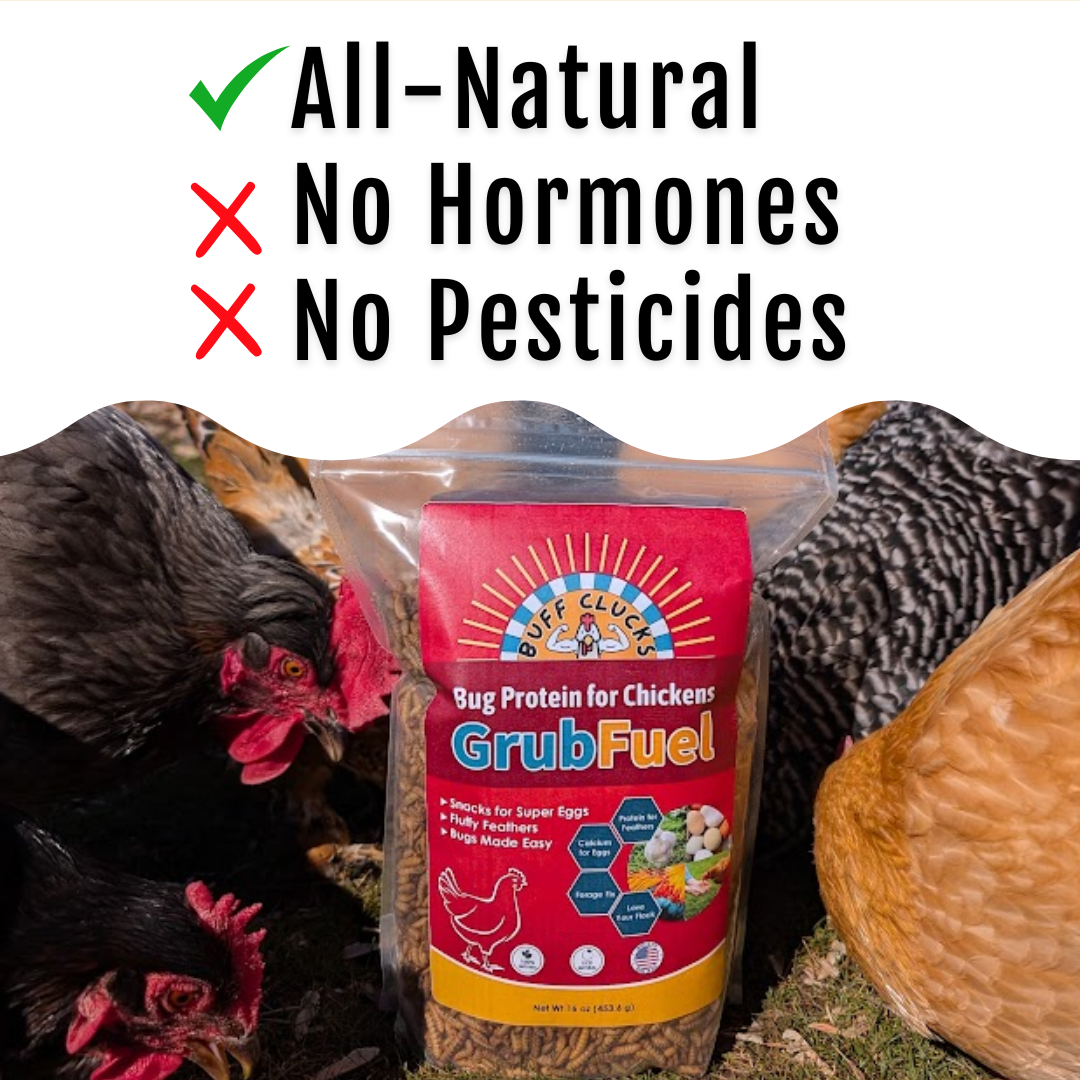 GrubFuel Black Soldier Fly Larvae for Chickens