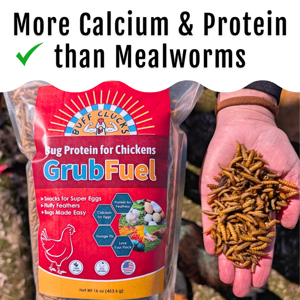 GrubFuel Black Soldier Fly Larvae for Chickens