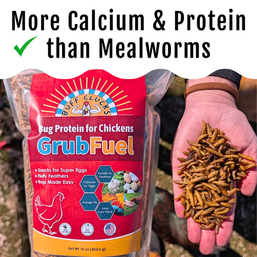 GrubFuel Black Soldier Fly Larvae for Chickens