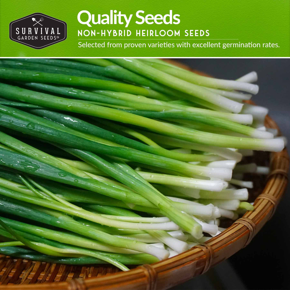 Onion Seed Collection – Red Burgundy, White Grano, Walla Walla & Tokyo Long White Bunching for Season-Long Flavor