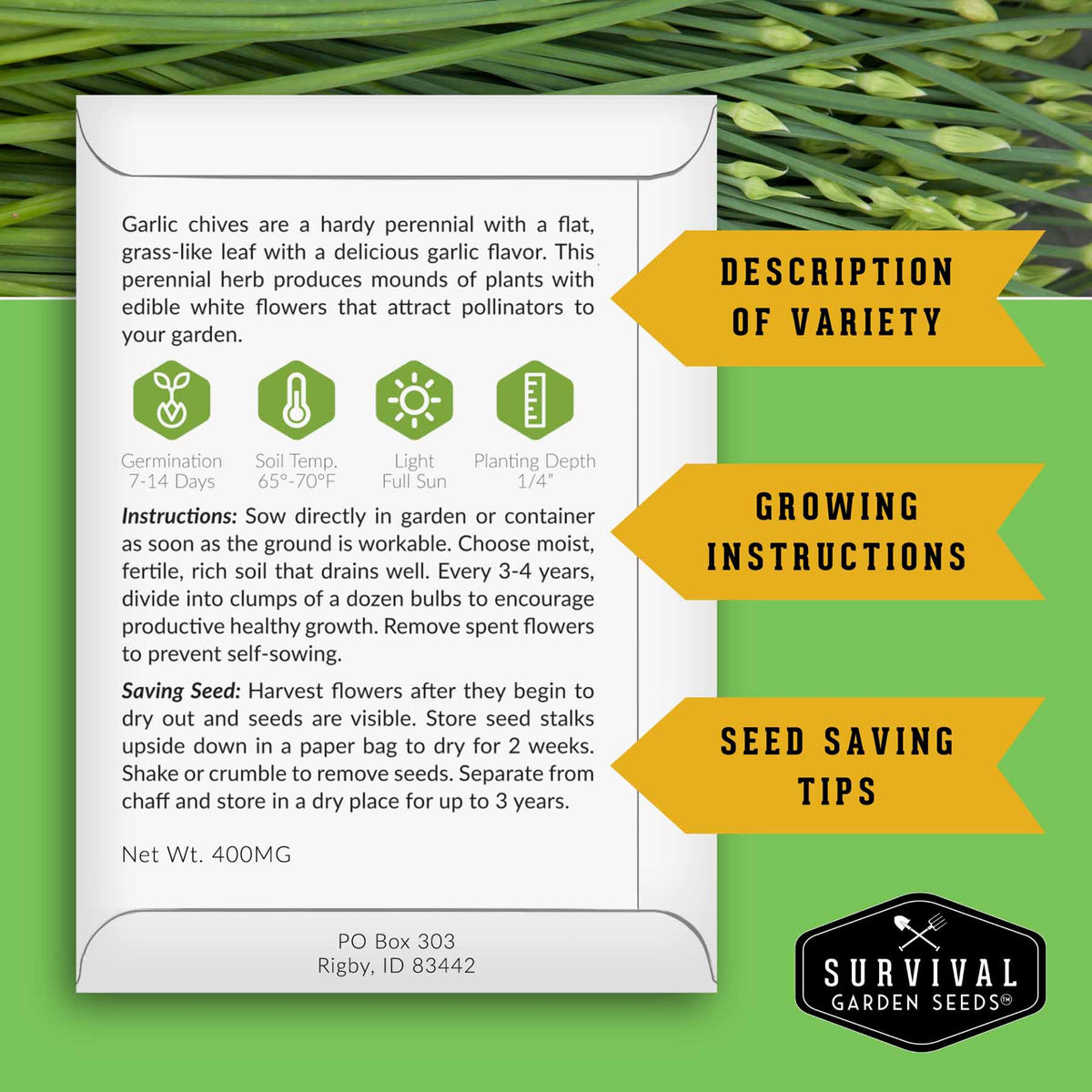 Chive Seed Collection – Common Chives & Garlic Chives for Flavorful, Pollinator-Friendly Herb Gardens
