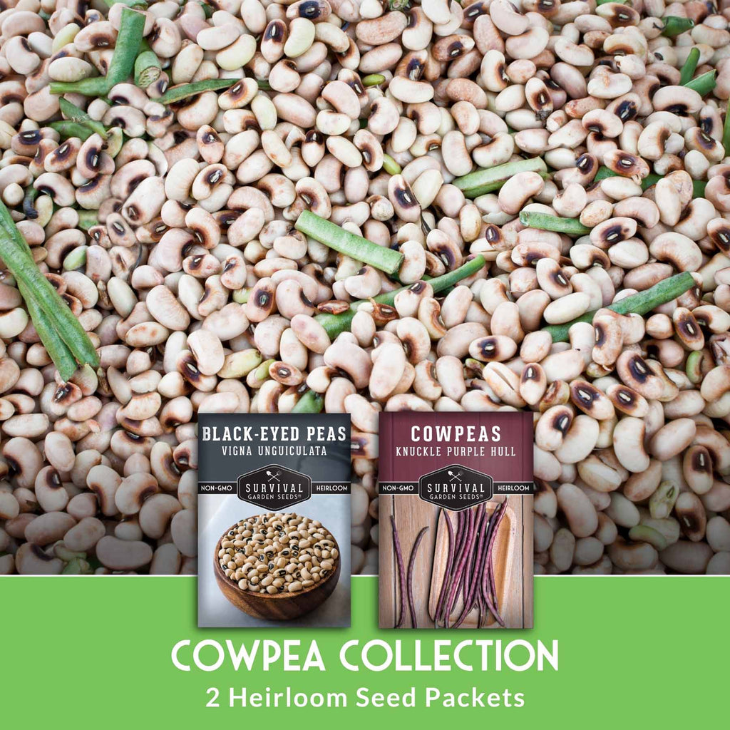 Cowpea Seed Collection – Black-Eyed Peas & Knuckle Purple Hull Cowpeas for Warm-Season, High-Nutrition Gardens