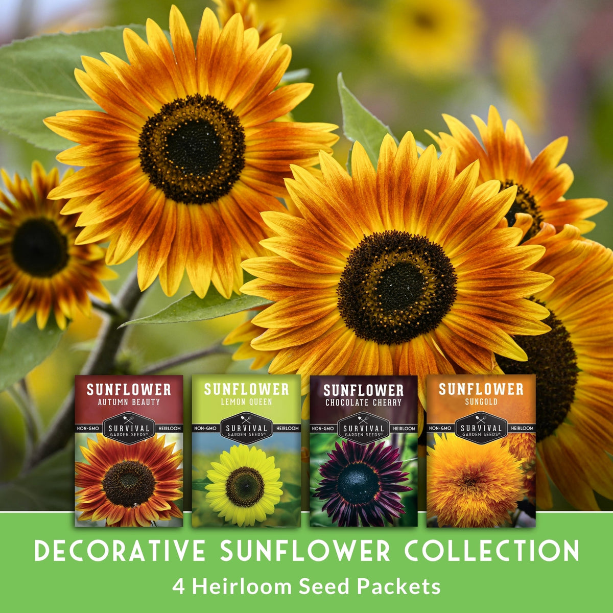 Decorative Sunflower Seed Collection – Autumn Beauty, Dwarf Sungold, Lemon Queen & Chocolate Cherry for Vibrant Garden Color