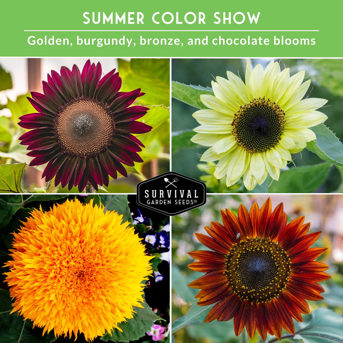 Decorative Sunflower Seed Collection – Autumn Beauty, Dwarf Sungold, Lemon Queen & Chocolate Cherry for Vibrant Garden Color