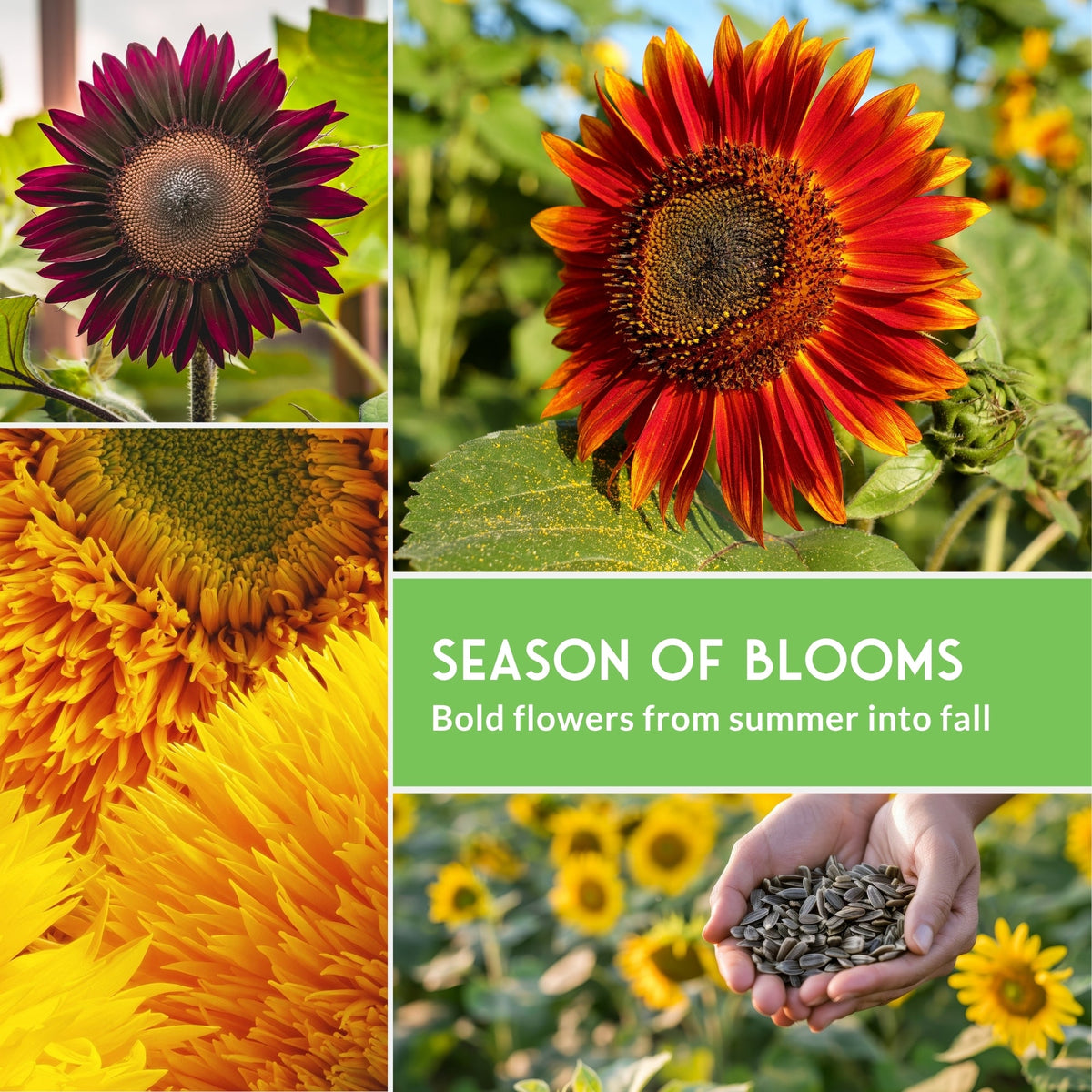 Decorative Sunflower Seed Collection – Autumn Beauty, Dwarf Sungold, Lemon Queen & Chocolate Cherry for Vibrant Garden Color