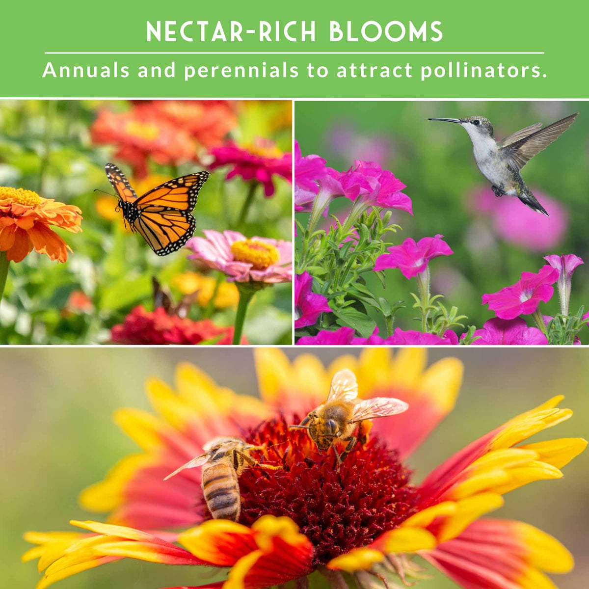 Pollinator Flower Seed Collection - Wildflower Mixes for Bees, Butterflies & Hummingbirds