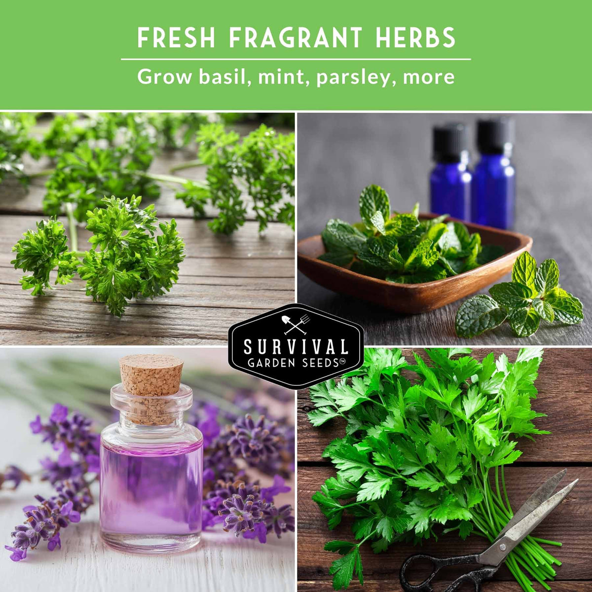 Popular Herb Seed Collection – 5 Heirloom Non-GMO Herbs for Culinary & Garden Use (Spearmint, Basil, Cilantro, Lavender & Parsley) – Indoor or Outdoor Growing Kit