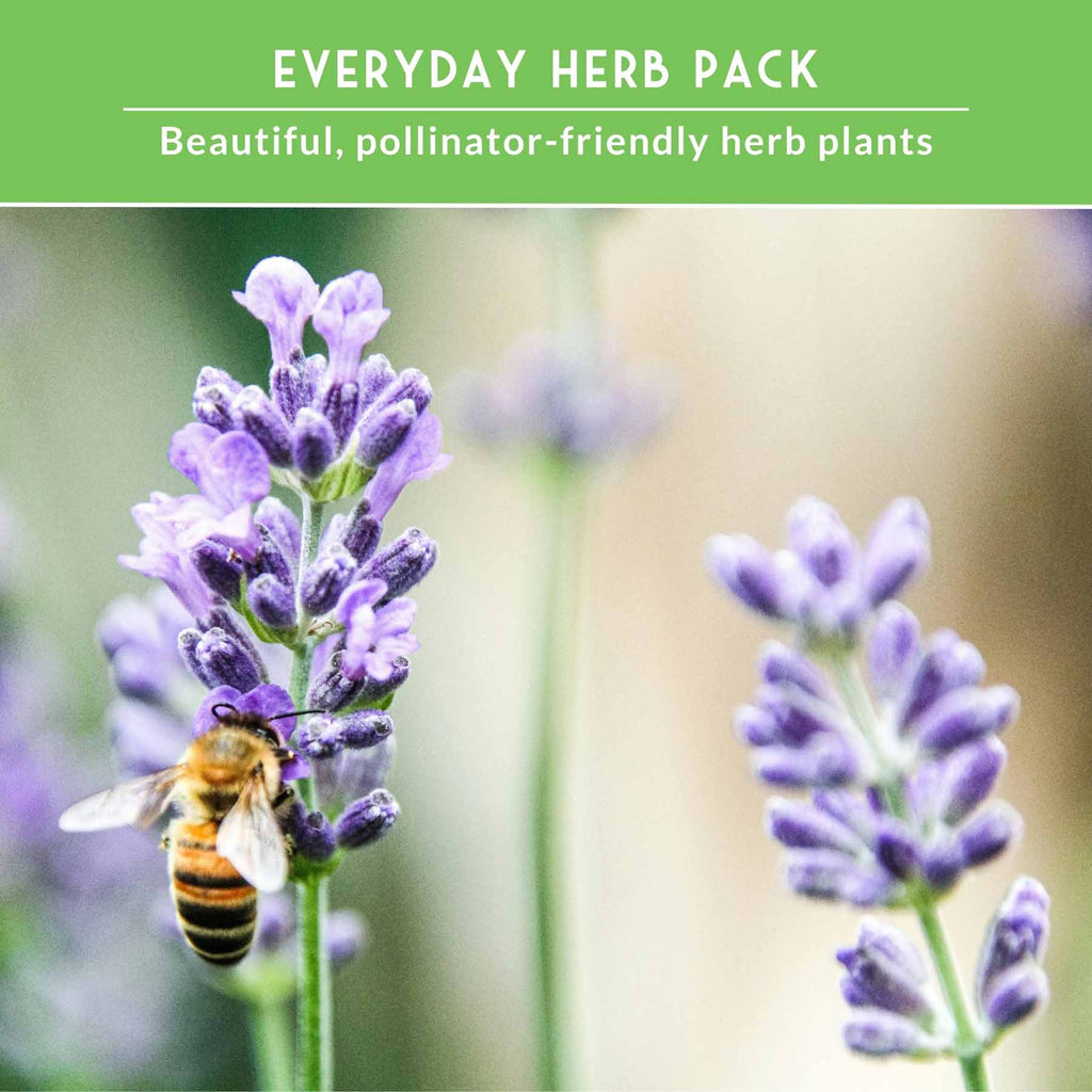 Popular Herb Seed Collection – 5 Heirloom Non-GMO Herbs for Culinary & Garden Use (Spearmint, Basil, Cilantro, Lavender & Parsley) – Indoor or Outdoor Growing Kit
